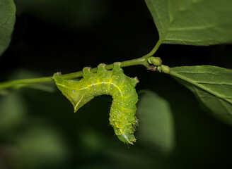 Eine Raupe, Larve eines Schmetterlings auf einer Pflanze.
