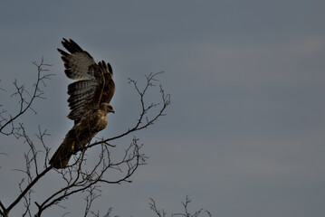 A wild buzzard standing on an old tree branch in the countryside wings spread. The Buzzard is a bird of prey in the Hawk and Eagle family. A bird of prey in the wild nature. Odessa Oblast, Ukraine.