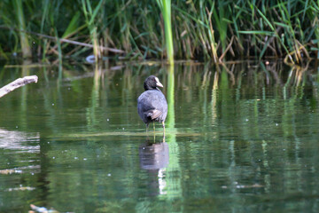 Ein Blesshuhn steht auf einem abgestorbenen Ast im Wasser.