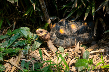 Red-Footed Tortoise (Chelonoidis Carbonarius) a Species from Northern South America Walking in the Forest