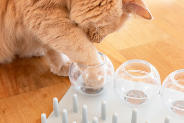 Close up of an adorable cat trying to catch a crunch. Funny kitty playing with treats. Cat with a...