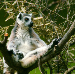 Ring tailed lemur © Roger Utting