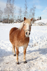 Pferd / Horse / Equus caballus.