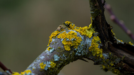 Fototapeta premium Xanthoria parietina, foliose, fungus, leafy, lichen common names common orange lichen, yellow scale, maritime sunburst lichen and shore lichen. In sunlight for texture nature background layer