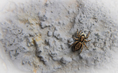 spider on the wall