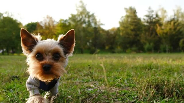 Cute young dog runs after the ball, playful happy young Yorkshire terrier for a walk in the green park. Man throws a little black ring, plays a game with a pet