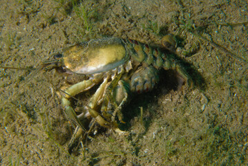 close up of a crab