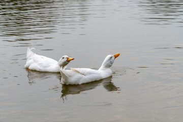Swimming pair of White Domesticated Aylesbury Pekin Peking Ducks on lake padderling in a line on lake