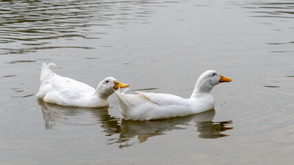 Fototapeta na wymiar Swimming pair of White Domesticated Aylesbury Pekin Peking Ducks on lake padderling in a line on lake