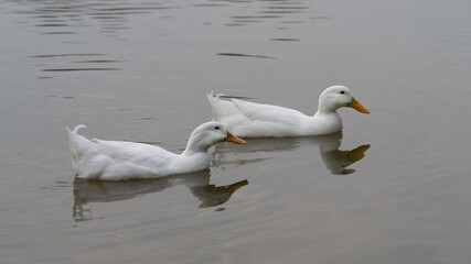 Swimming pair of White Domesticated Aylesbury Pekin Peking Ducks on lake padderling in a line on lake