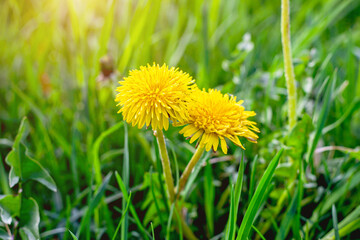 Bright yellow and orange dandelion flower plants on green spring field background.