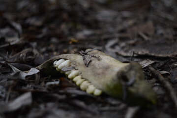 octopus on the ground