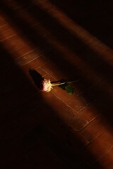  Rose on the floor