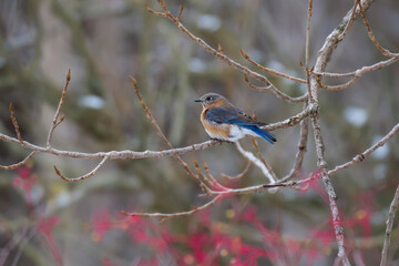 Eastern Bluebird perched in a tree in winter. 