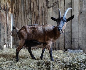 goat on the farm