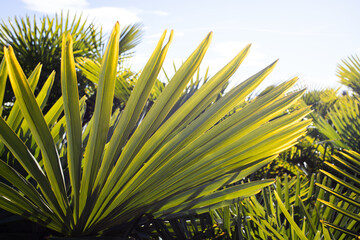 Naklejka na ściany i meble palm leaves background tropical plants