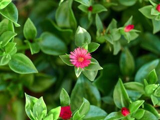 Beautiful flower Mesembryanthemum cordifolium close-up, against a background of green leaves. Focus blur. Copy space
