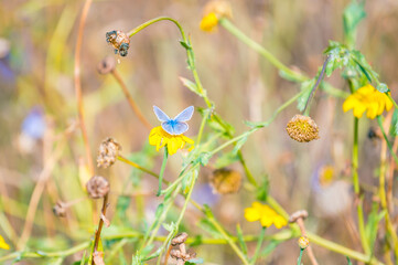 Butterfly resting