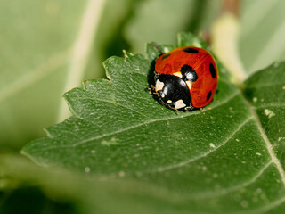 ladybug on leaf