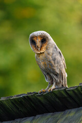 Owl in evening. Barn owl, Tyto alba, black dark form perched on old wooden fence in village. Beautiful owl with heart-shaped face. Urban wildlife. Rare dark form of bird. Isolated on green background.