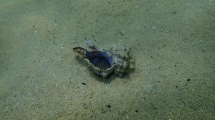 Seashell of sea snail banded dye-murex (Hexaplex trunculus) undersea, Aegean Sea, Greece, Halkidiki
