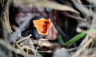 Common cuckoo (Cuculus canorus) hatchling begging for food in a nest
