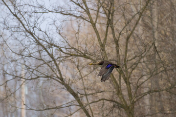 American Black Duck in flight 