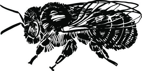 the vector freehand illustration of the bee