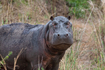 Hippo out of water