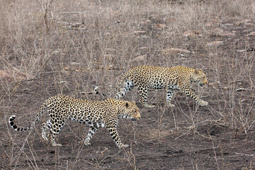 Two leopards walking