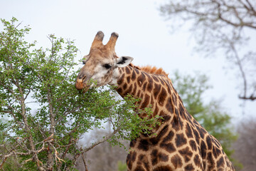 Giraffe eating
