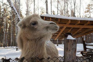 the muzzle of a light camel in close-up on a winter farm.