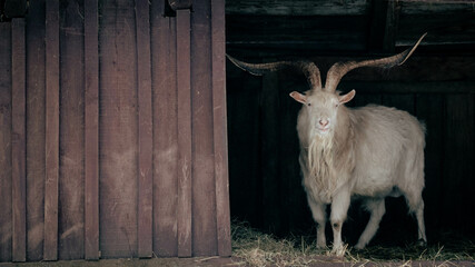 goat on the farm