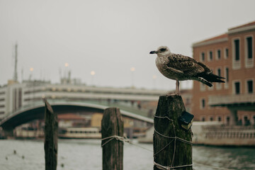 seagull on the pier