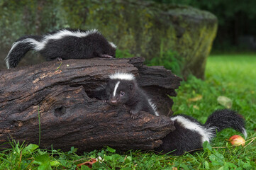 Three Striped Skunk (Mephitis mephitis) Kits On Out and In Log Summer