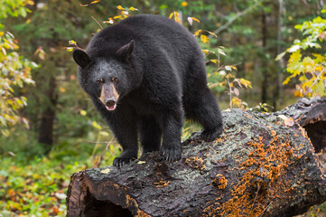 Fototapeta premium Black Bear (Ursus americanus) Looks Out From Atop Log Autumn