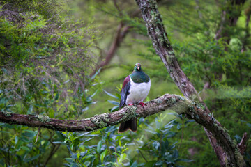 A kereru, or native pigeon perches on a branch in the bush, North Island, New Zealand