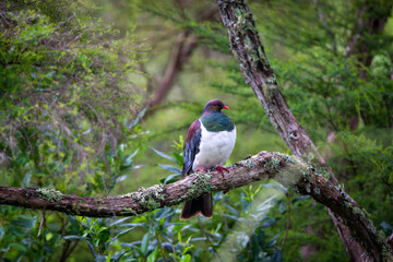 A kereru, or native pigeon perches on a branch in the bush, North Island, New Zealand
