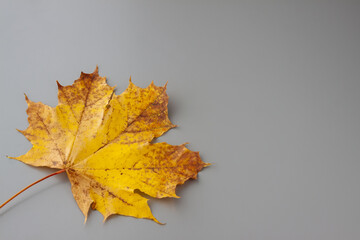 Autumn colour maple leaf on the gray background. Top view. Horizontal. Isolated