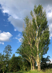 Obraz premium pine tree in the mountains