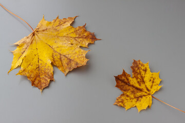 Two maple leafs in artistic composition on a gray background. Copy-space