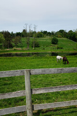 serene scene of two horses grazing on rolling hills with picket fence