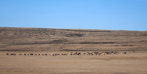 cows grazing on lush meadows in spring