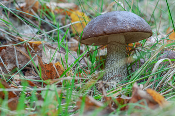 Mushroom Cossack in the forest surrounded with grass and yellow leaves. Close up. Copy space. Organic food