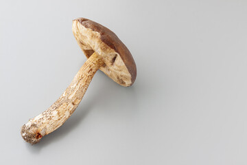 Mushroom Cossack on the light gray colour background. Copy space. Healthy food. Organic food