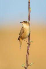 Sedge Warbler bird, Acrocephalus schoenobaenus, singing