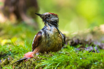 Closeup of a middle spotted woodpecker, Dendrocoptes medius, perched in a forest