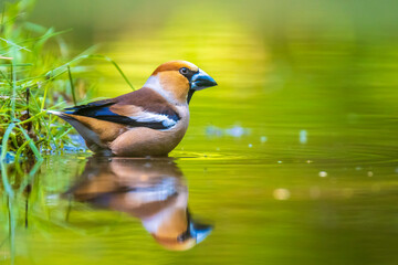 Closeup of a wet hawfinch, Coccothraustes coccothraustes washing, preening and cleaning in water.