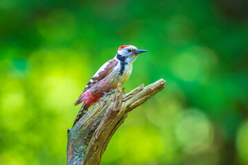Closeup of a middle spotted woodpecker, Dendrocoptes medius, perched in a forest