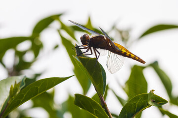 Libellula depressa, the broad-bodied chaser or broad-bodied darter dragonfly